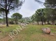 İZMİR BERHAMA AŞAĞIBEY 6.290 DÖNÜM ÇAMLIK BERGAMA YOLU CEPHELİ