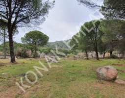İZMİR BERHAMA AŞAĞIBEY 6.290 DÖNÜM ÇAMLIK BERGAMA YOLU CEPHELİ